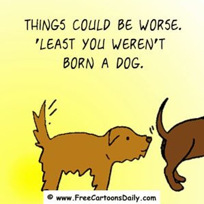 Funny Optimism meme -At Least you weren't born a dog